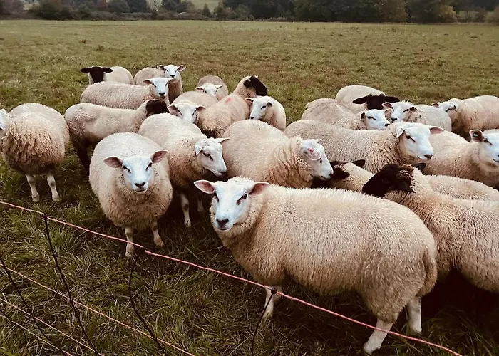 Lejlighed Im Gruenen *